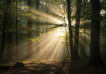 Fototapeta premium Sunlight filters through tall trees in an ancient, tranquil forest, creating a serene and mystical atmosphere with dappled light ,natural resources ,branches ,nature