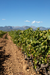 A vineyard with blue grape clusters stretches across the foreground, while in the distance, island mountains rise and a lone palm tree stands, capturing the sunny, Mediterranean scenery of Mallorca.