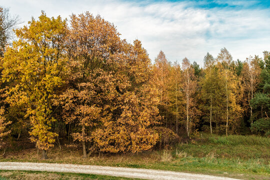 Jesienna polna droga wzdłuż skraju lasu. Naturalny, piaszczysty trakt lub polna droga prowadząca wzdłuż gęstego lasu w pełni jesieni. Dominują drzewa liściaste o liściach w odcieniach złota, ż&oacute;łci