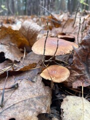 Mushrooms growing among fallen leaves in a forest during autumn season