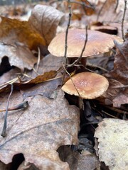 Mushrooms growing among fallen leaves in a forest during autumn season
