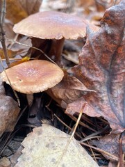 Mushrooms growing among fallen leaves in a forest during autumn season