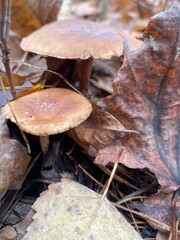 Mushrooms growing among fallen leaves in a forest during autumn season