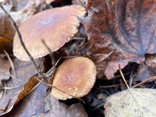Mushrooms growing among fallen leaves in a forest during autumn season