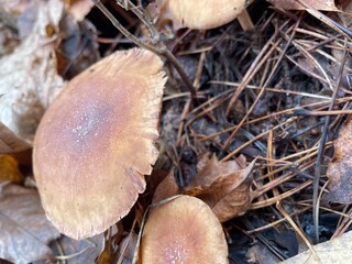 Mushrooms growing among fallen leaves in a forest during autumn season