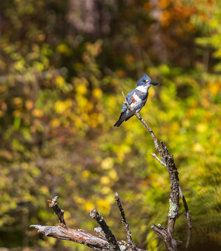 Female belted kingfisher perched on a branch