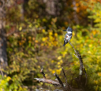 Female belted kingfisher on a branch in fall