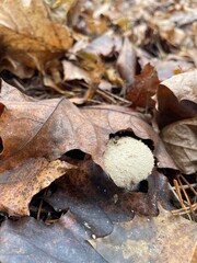 A round, textured mushroom stands out among dried autumn leaves on the forest floor. The scene captures the beauty of fall nature and the quiet of the woods.