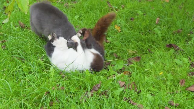 cats fight on grass, two cats bite hard and fight, beard of two cats for territory