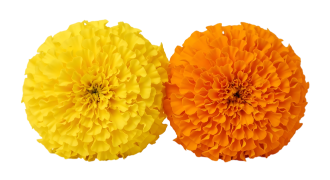 Two vibrant marigold flowers, one yellow and one orange side by side, cutout, PNG isolated on white or transparent background