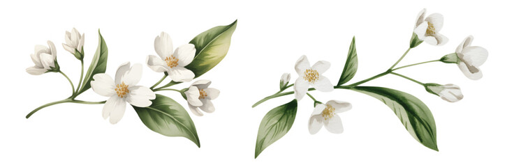 Obraz premium White watercolor jasmine flowers with leaves. Elegant botanical watercolor jasmine set for textile print.
