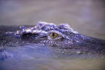 Siamese crocodile Crocodylus siamensis close-up. Small ripples in the water.