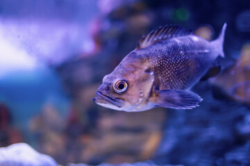 Fototapeta premium One fish close-up in the underwater world.