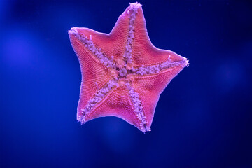 Amur starfish stuck to the glass. A close-up of the beautiful deep sea animal Asteria amurensis.