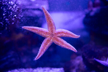 Amur starfish stuck to the glass. A close-up of the beautiful deep sea animal Asteria amurensis.