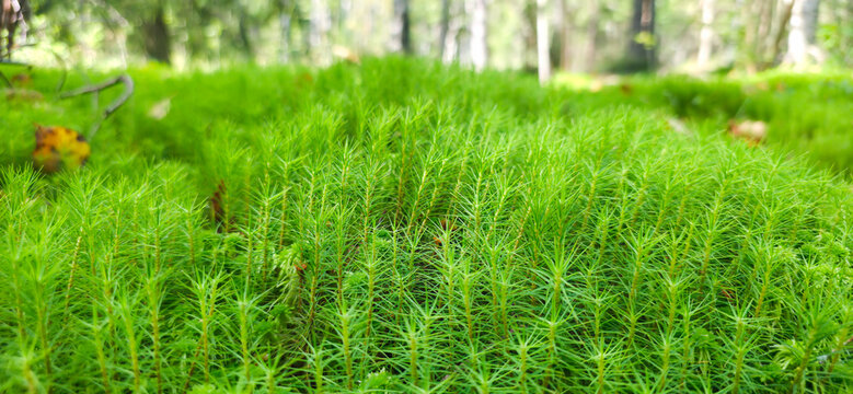 Polytrichum commune moss close-up in the forest, also known as Common haircap moss, Common hair moss, Great Goldilocks