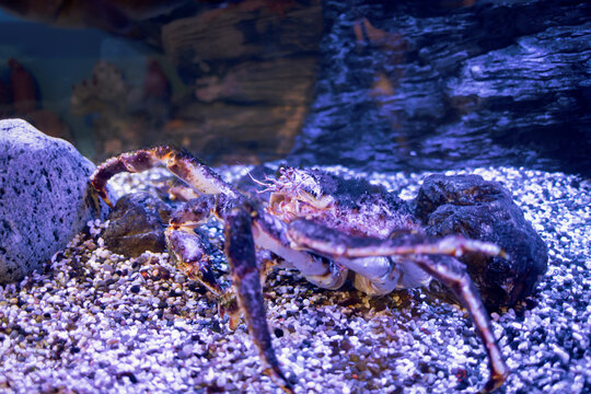 Kamchatka crab close-up. Paralithodes camtschaticus moves antennas. Underwater shooting.