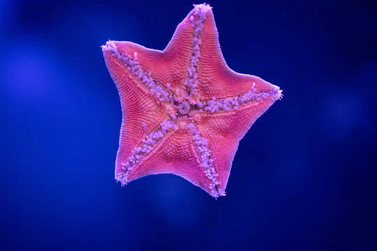 Amur starfish stuck to the glass. A close-up of the beautiful deep sea animal Asteria amurensis.