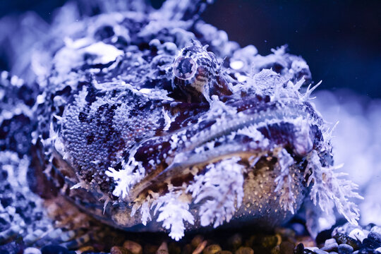 Sea raven fish swim underwater.