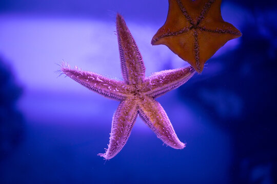 Amur starfish stuck to the glass. A close-up of the beautiful deep sea animal Asteria amurensis.