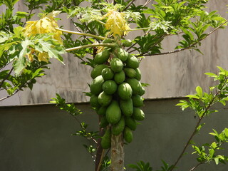 Mam&atilde;o papaya