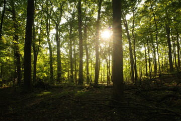 Morning in the forest
