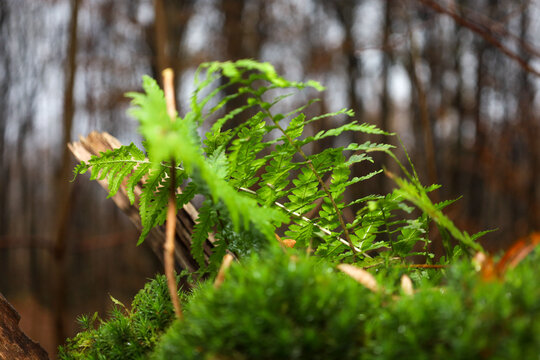 A vibrant green fern is shown growing amidst dense green moss on a fallen log or tree trunk in a woodland setting.