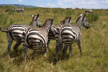 Zebras a road at Masai Mara