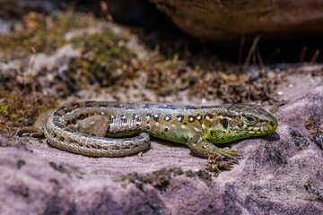 Zauneidechse (Lacerta agilis) Weibchen