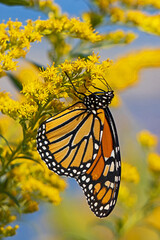 Monarch Butterfly