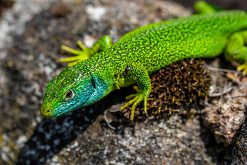 Fototapeta premium Westliche Smaragdeidechse (Lacerta bilineata)