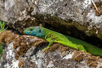 Westliche Smaragdeidechse (Lacerta bilineata)