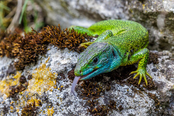 Westliche Smaragdeidechse (Lacerta bilineata)