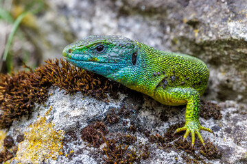 Naklejka premium Westliche Smaragdeidechse (Lacerta bilineata)