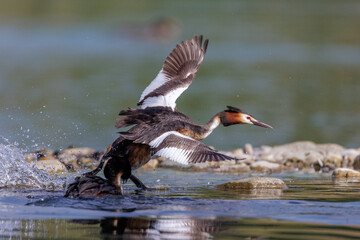 Haubentaucher (Podiceps cristatus)