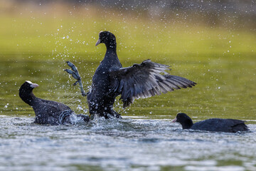 Bläßhühner (Fulica atra) streiten sich