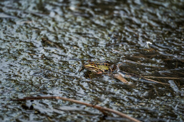 Small green frog camouflaged in muddy wetland habitat with water, twigs, and algae, blending into natural surroundings in a shallow marshy environment during springtime