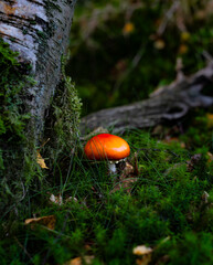 red mushroom in the forest