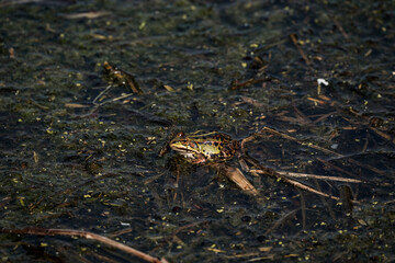 Small green frog camouflaged in muddy wetland habitat with water, twigs, and algae, blending into natural surroundings in a shallow marshy environment during springtime