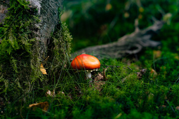 mushroom in the forest