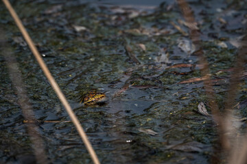 Small green frog camouflaged in muddy wetland habitat with water, twigs, and algae, blending into...