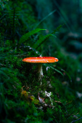 red mushroom in the forest