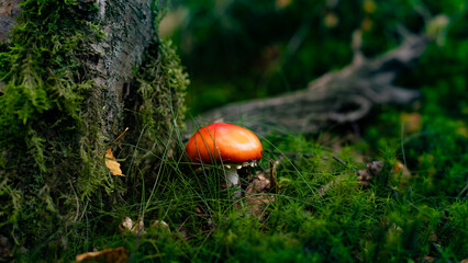 fly agaric mushroom