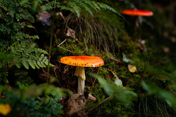 red mushroom in the forest