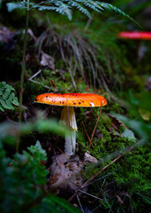 red mushroom in the forest