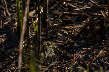 Small green frog camouflaged in muddy wetland habitat with water, twigs, and algae, blending into natural surroundings in a shallow marshy environment during springtime