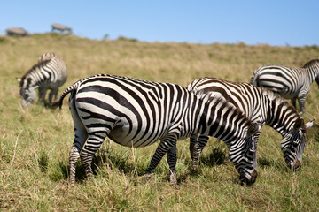 Zebras a road at Masai Mara