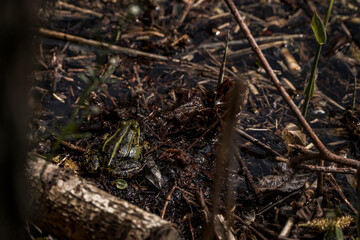 Small green frog camouflaged in muddy wetland habitat with water, twigs, and algae, blending into natural surroundings in a shallow marshy environment during springtime