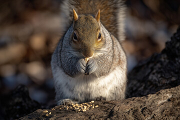 Close-up of a squirrel eating seeds on a log in a natural woodland environment.
