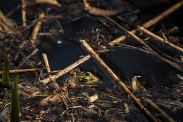 Small green frog camouflaged in muddy wetland habitat with water, twigs, and algae, blending into natural surroundings in a shallow marshy environment during springtime